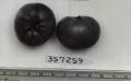 Click for 1 image(s) for this accession. FRUIT